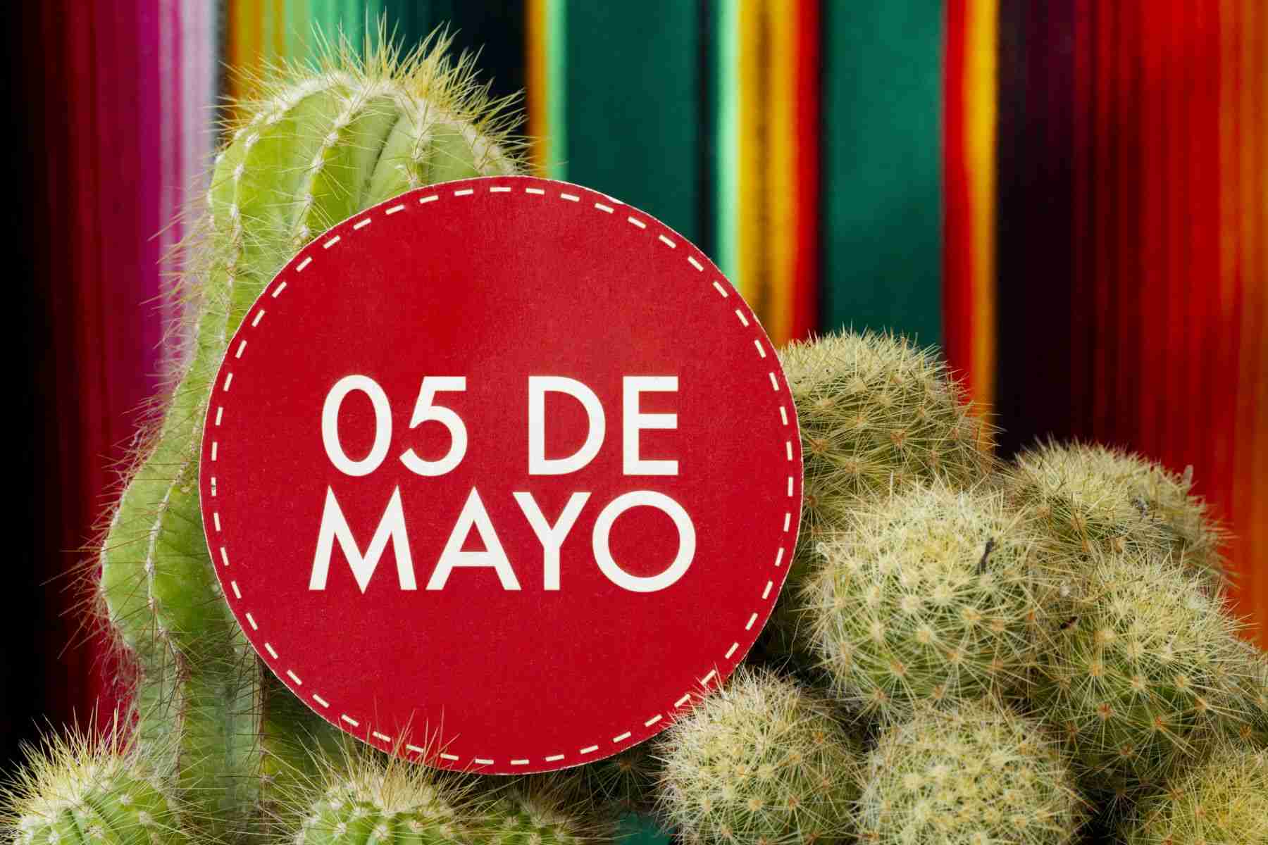 Cactus and Succulents 5th may sign mexican party