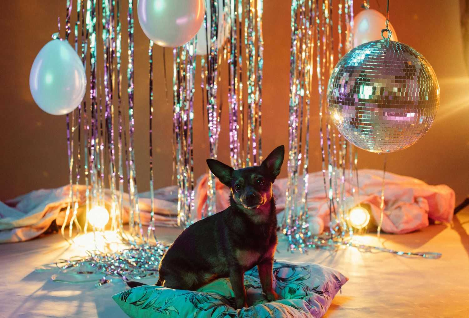 disco party decorations for dog